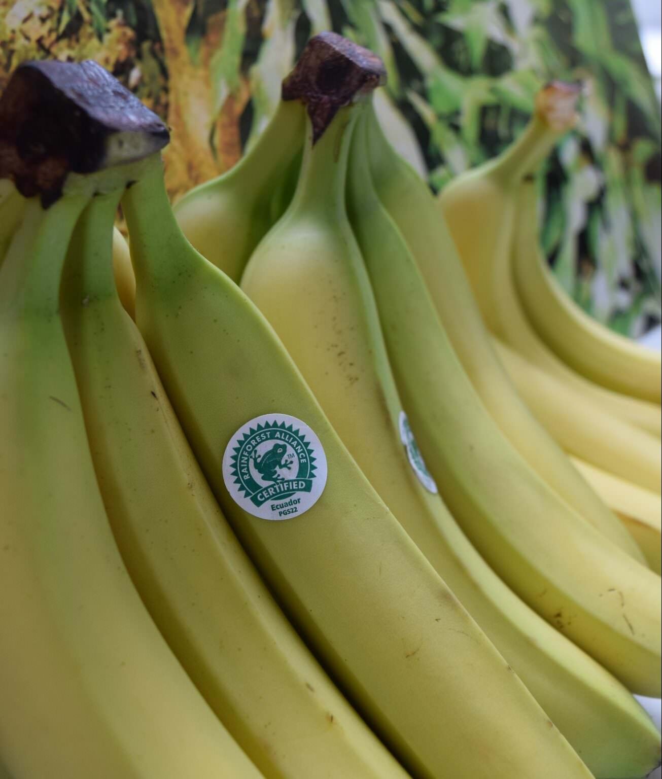Bananas Archives Rainforest Alliance