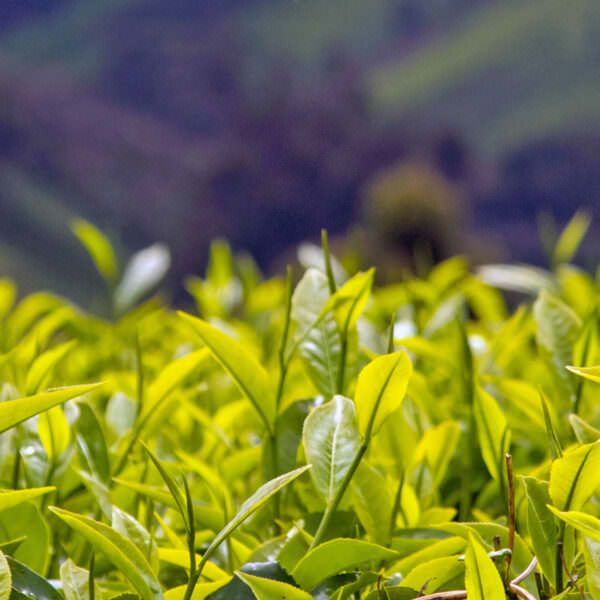 kenya tea field - header