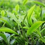 Shared Responsibility: What It Means for the Tea Sector