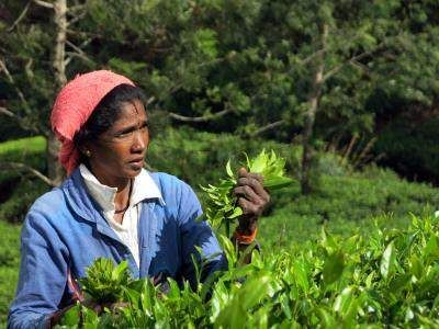 Un recolector de té en Sri Lanka 