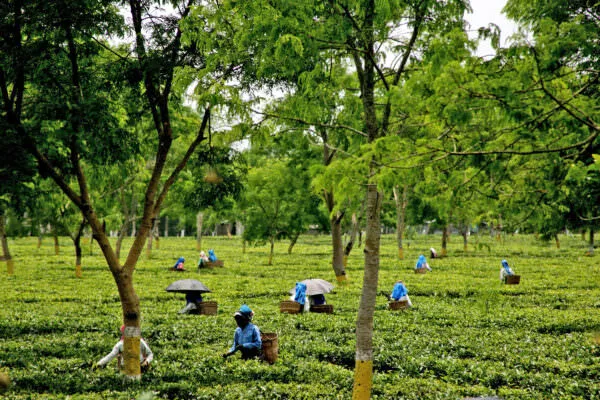 tea workers in Assam, India
