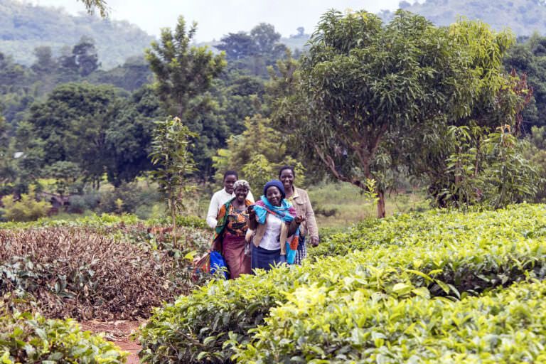 tea workers in Malawi