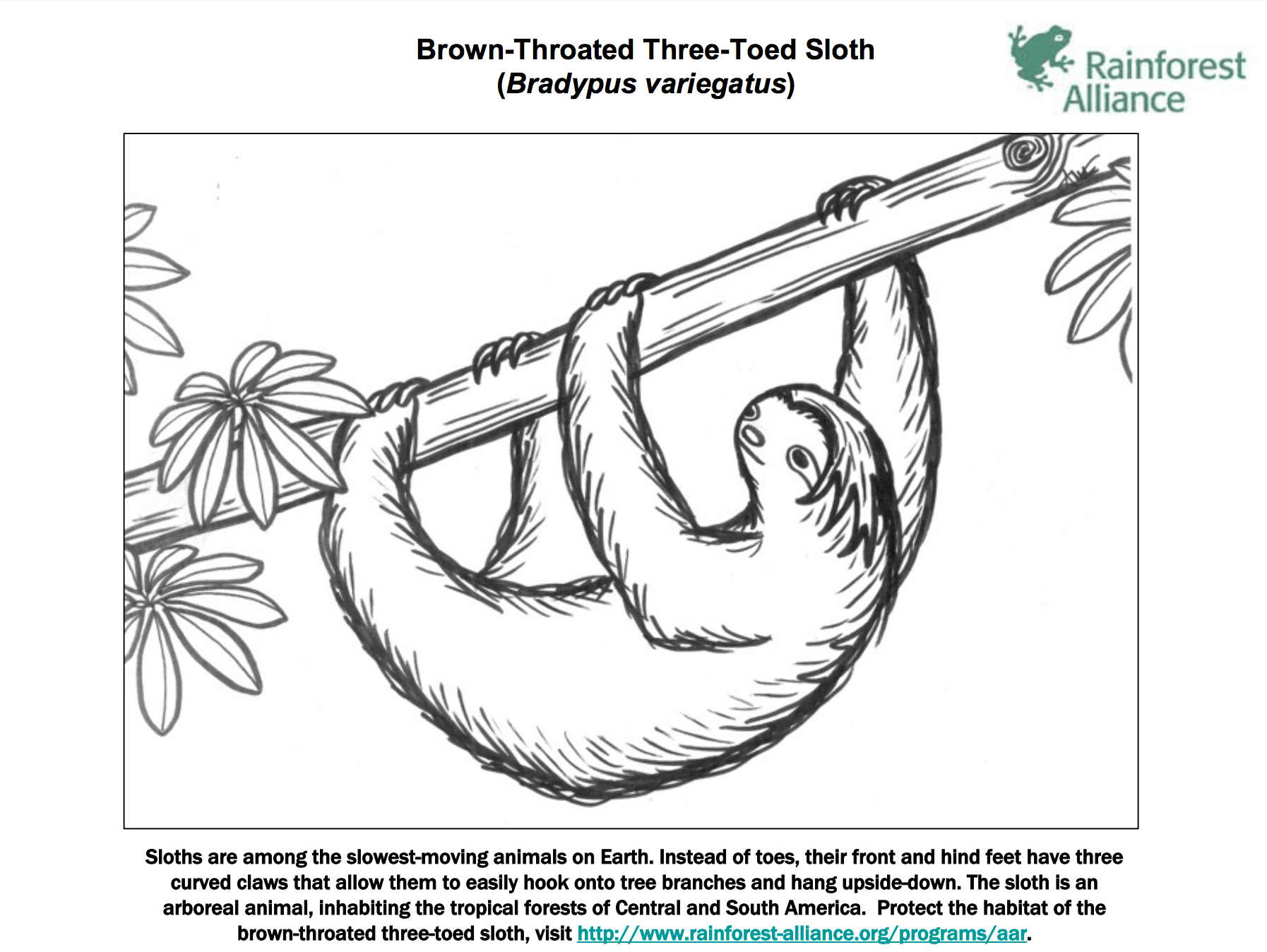 Three Toed Sloth Coloring Page   Rainforest Alliance