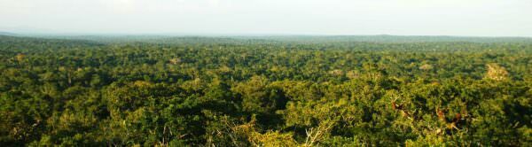 tikal-forest-header.jpg