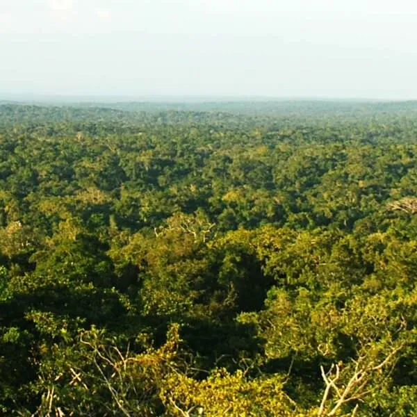 tikal-forest-header.jpg