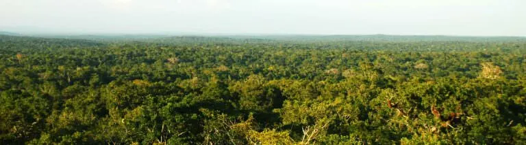 tikal-forest-header.jpg