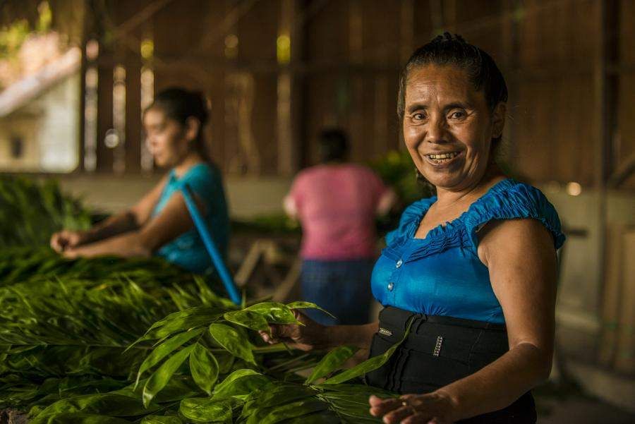 Reyna Valenzuela clasifica palmas xate en un centro de recolección en Petén, Guatemala.