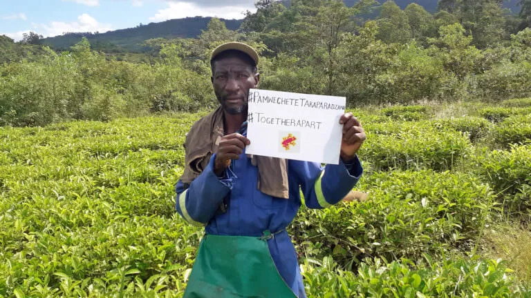 zimbabwe tea farmer covid sign