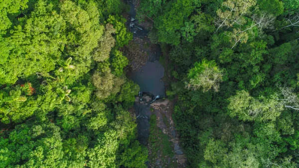 aerial forest