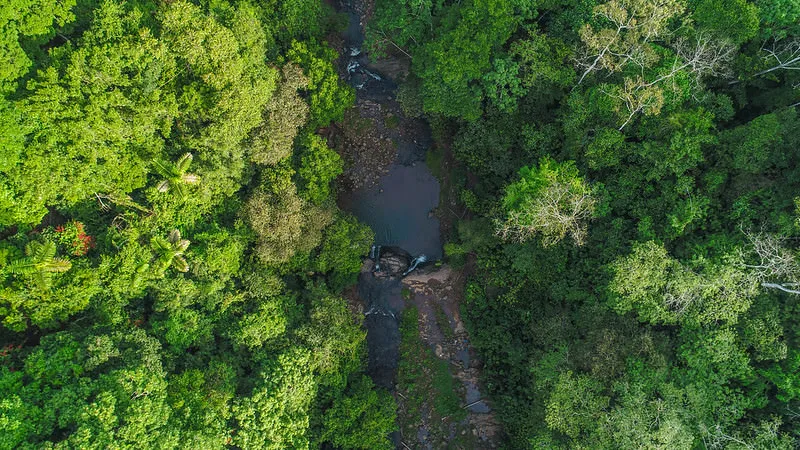aerial forest