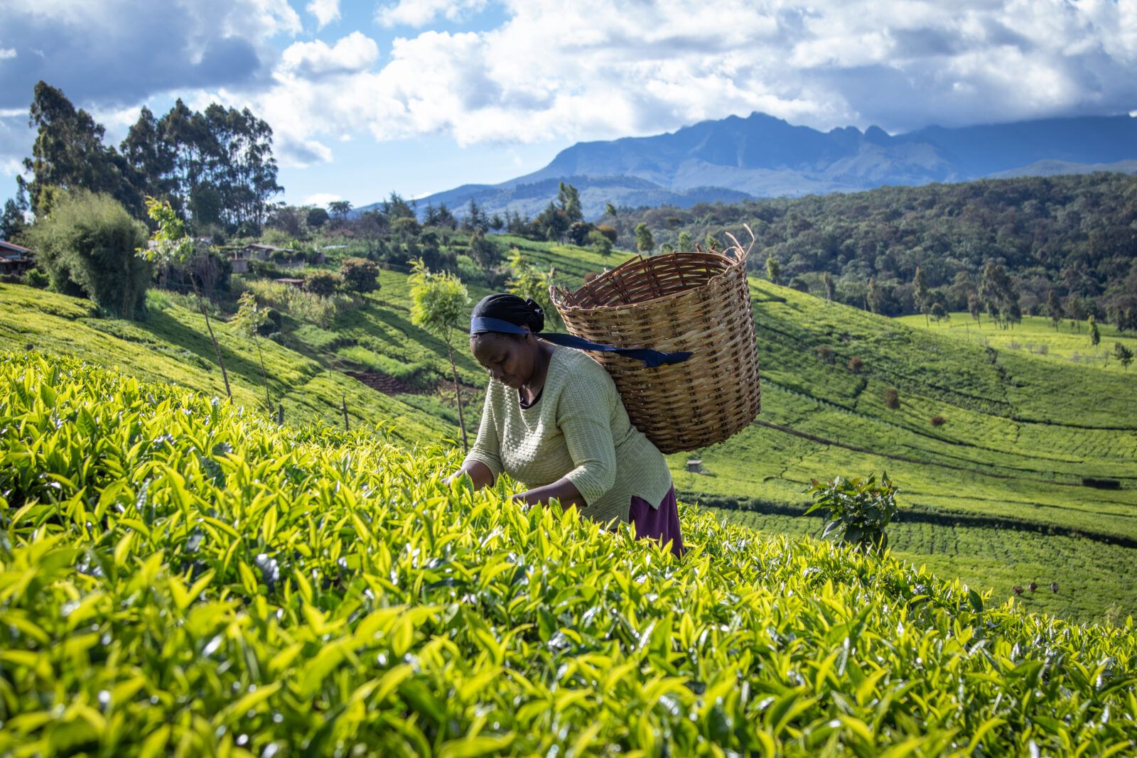 Ellen Chege, Tea farmer, Kenya