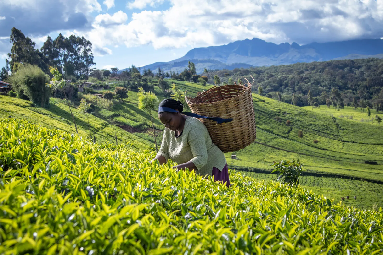 Ellen Chege, Tea farmer, Kenya