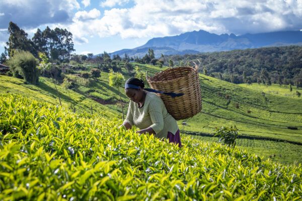 Ellen Chege, Tea farmer, Kenya