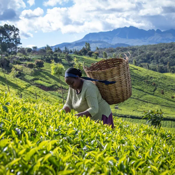 Ellen Chege, Tea farmer, Kenya