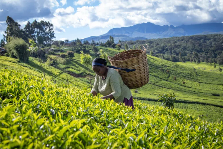 Ellen Chege, Tea farmer, Kenya
