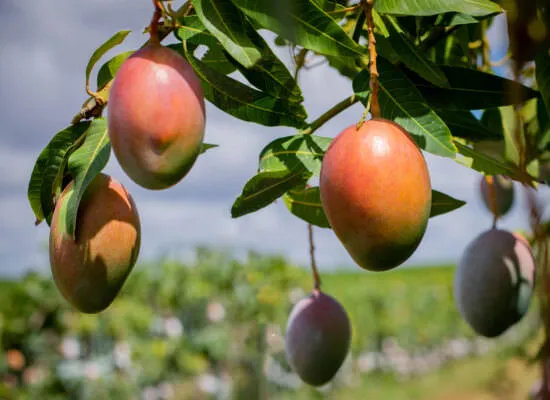 Mangas da fazenda Agrodan, parceira certificada Rainforest Alliance