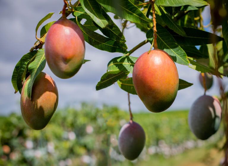 Mangas da fazenda Agrodan, parceira certificada Rainforest Alliance