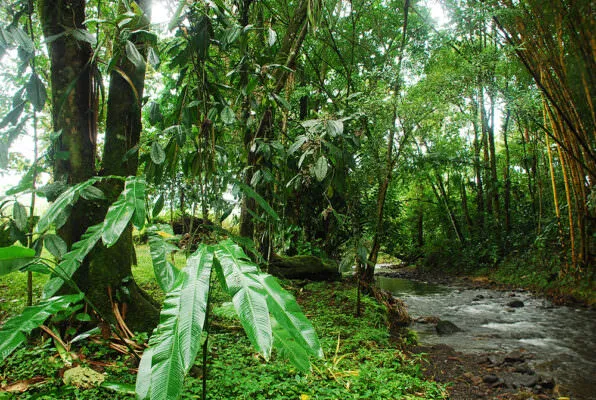 Paisaje de bosque tropical