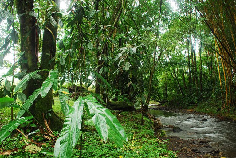 Paisaje de bosque tropical