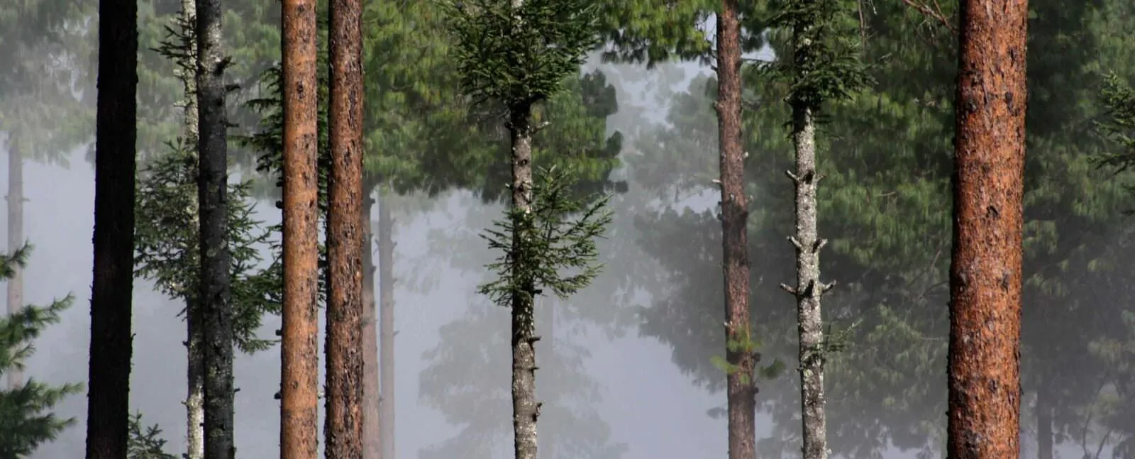 Bosques, Mexico
