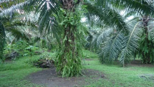 Fullerton ranch