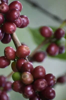 café hondureño