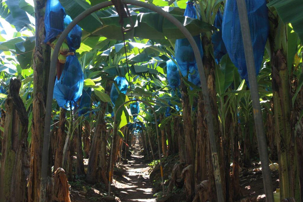 Finca Esmeralda Fyffes banana farm