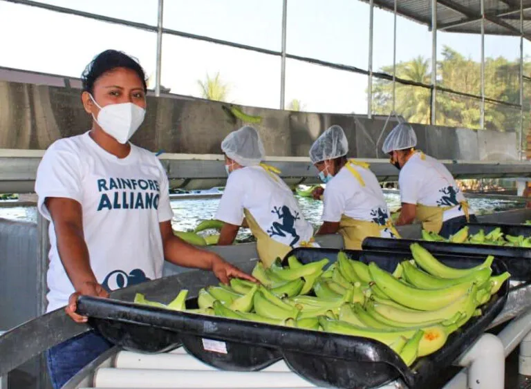 Banana washing station