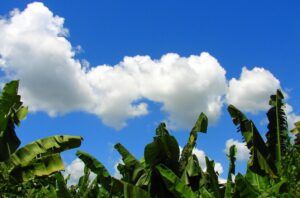 Banana leaves against a blue sky
