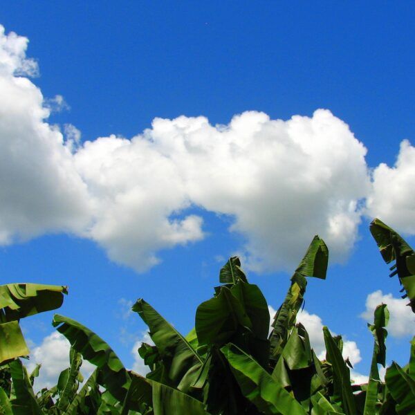 Banana leaves against a blue sky