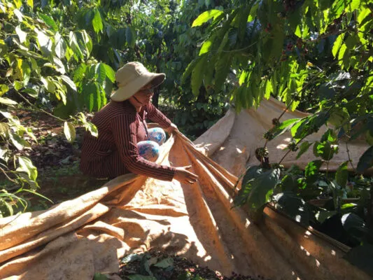 Vietnam supply chains