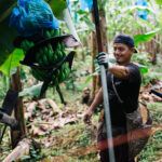 Rainforest Alliance Zertifizierung und darüber hinaus: Nützliche Tools für die Sorgfaltspflicht von Unternehmen