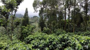 Coffee plantation with shade
