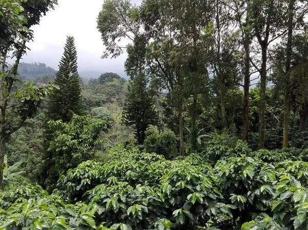 Coffee plantation with shade