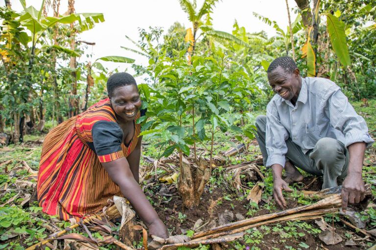 Alfred and Anna Cheptoek Chemutai, certified smallholder farmers in Uganda.
