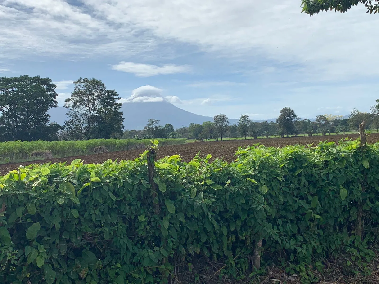 yuca