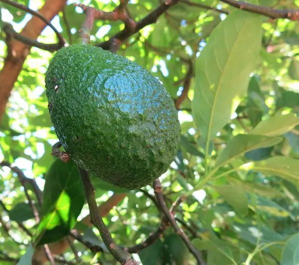aguacates