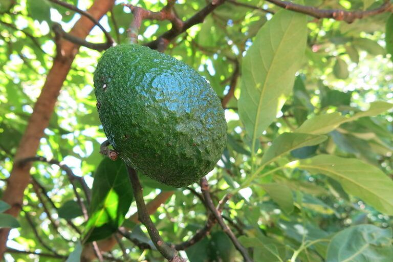 aguacates