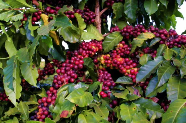 café
