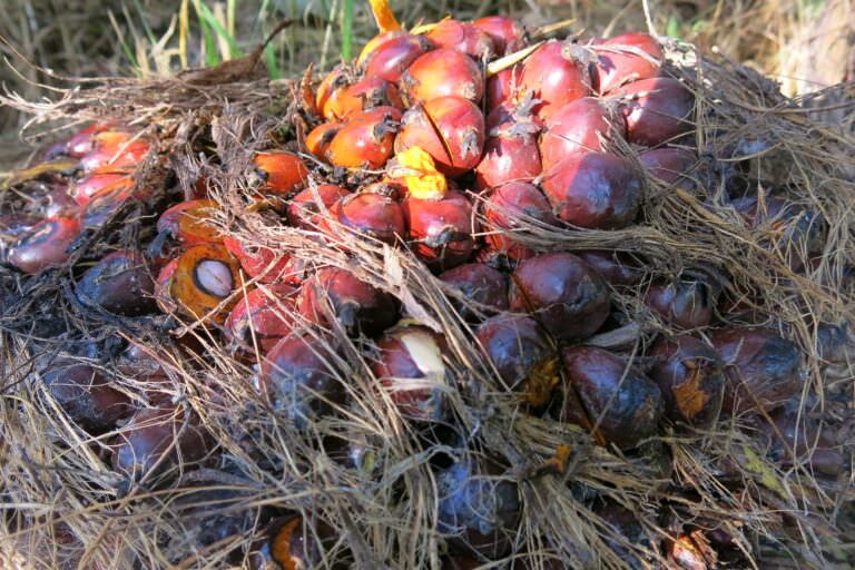 Palm oil in Indonesia