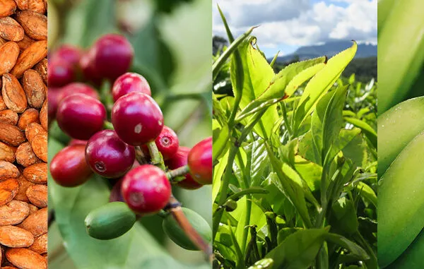 Certification crops header