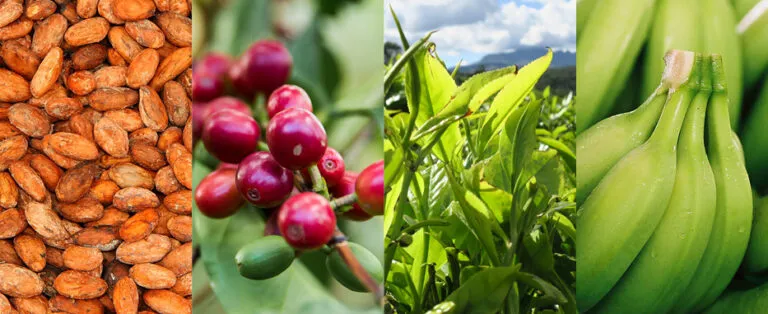 Certification crops header