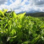 The Rainforest Alliance Takes a Deeper Look into the Kenya Tea Sector with Independent Study