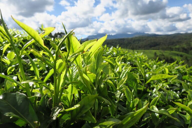 Tea leaves in Kenya