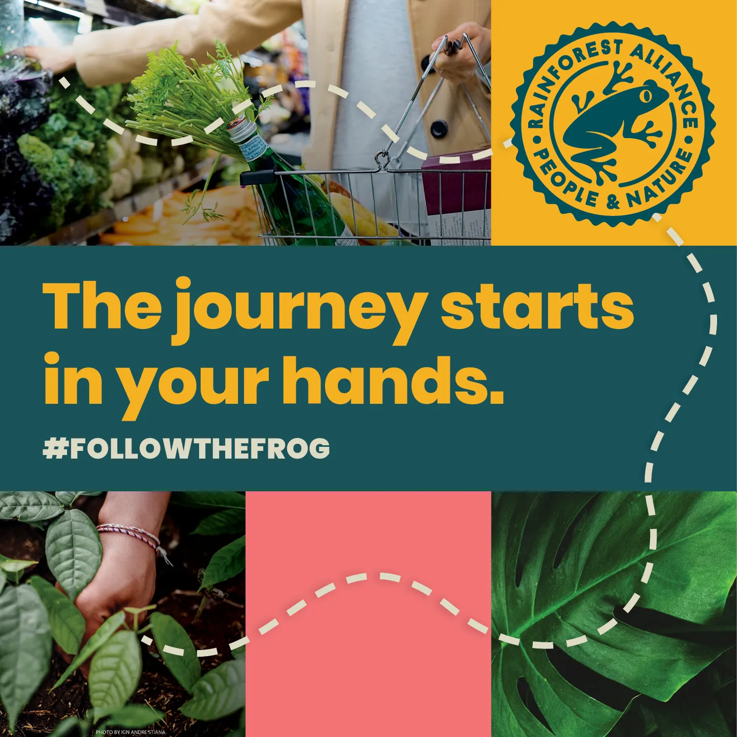 The journey states in your hands #followthefrog