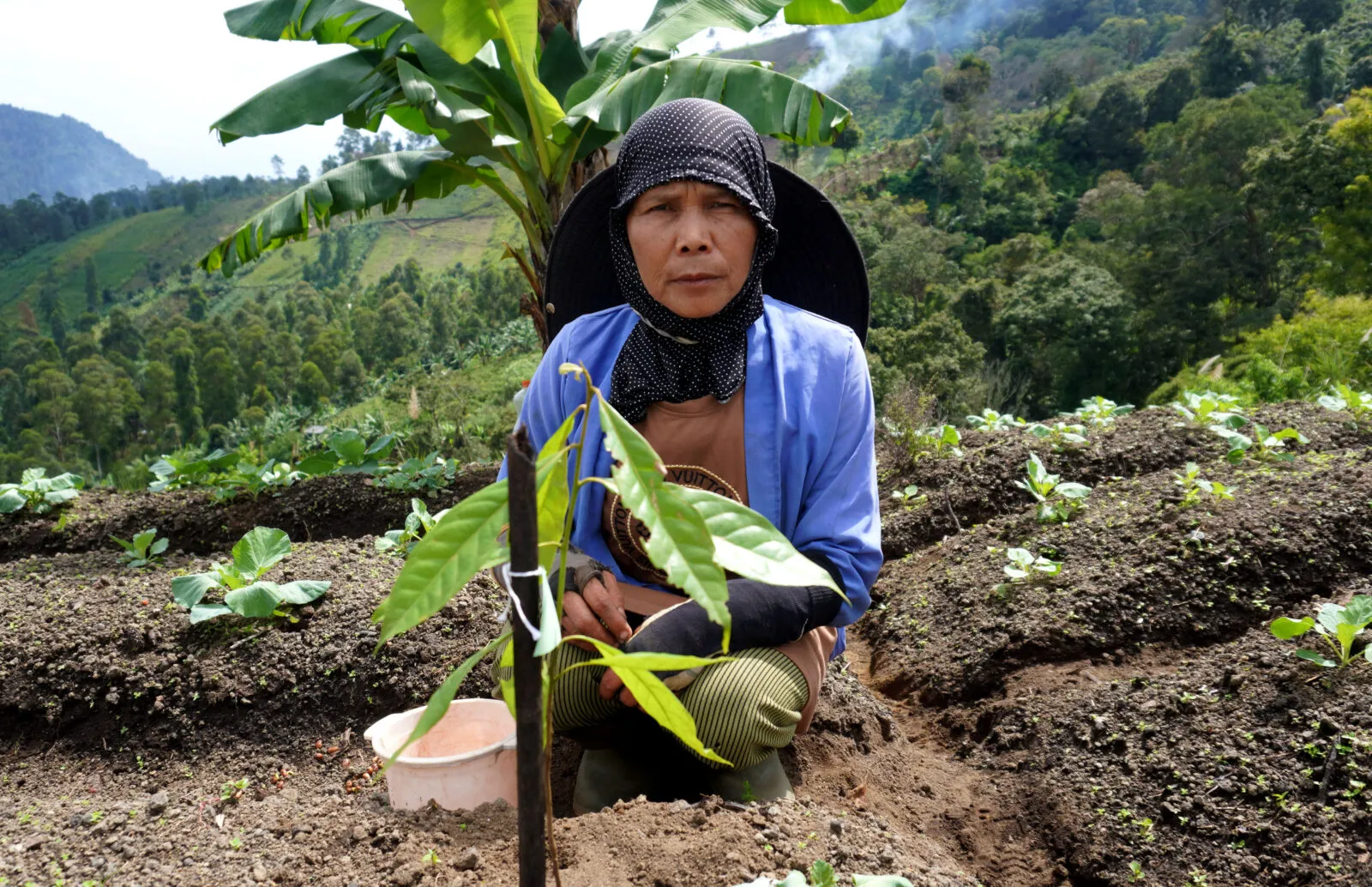 A woman coffee farmer planting Puspa (Schima wallichii) in near Mount Guntur area, West Java.