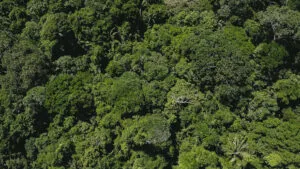 Forest Allies Colombia landscape
