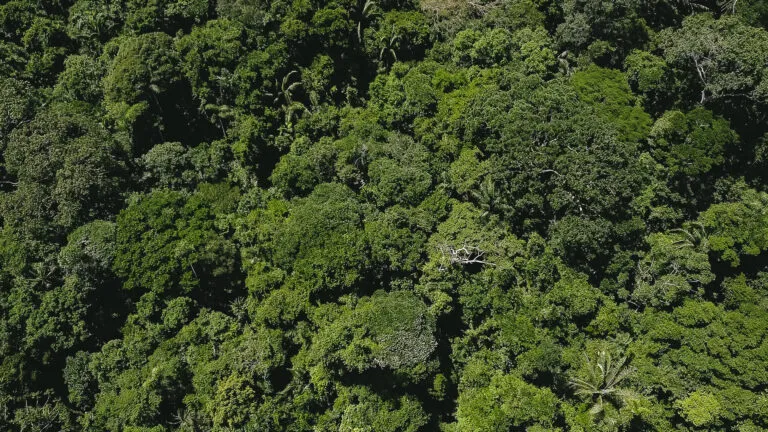 Forest Allies Colombia landscape