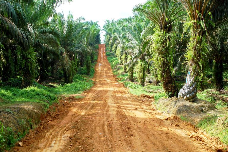 Palm plantation in Kalimantan, Indonesia.
