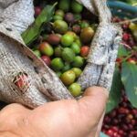 Addressing the Coffee Supply Chain Disruptions